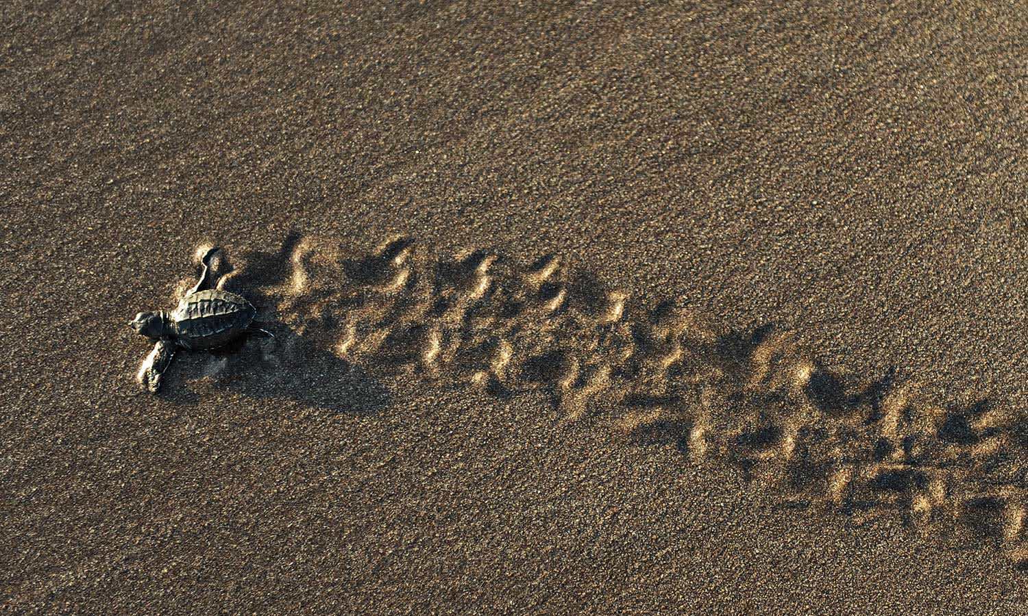 baby-turtle