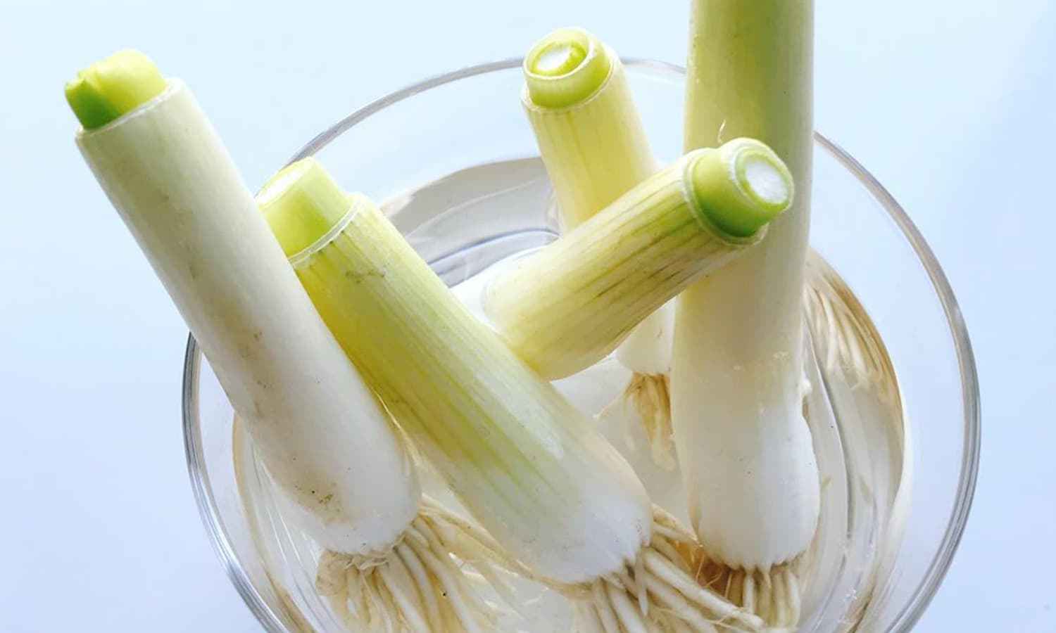 growing-shallots-at-home