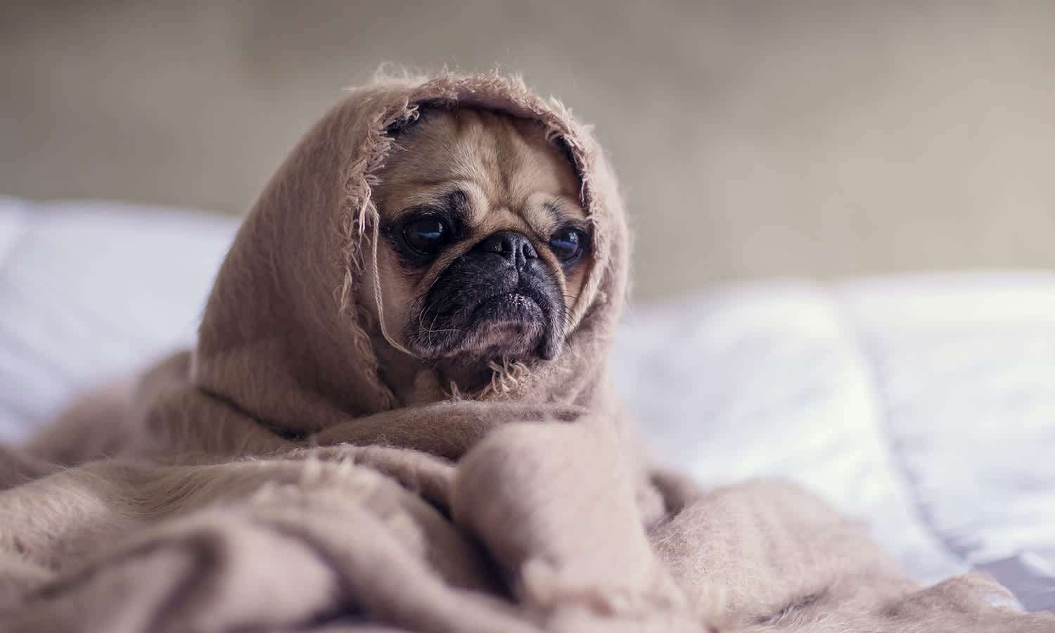 pug