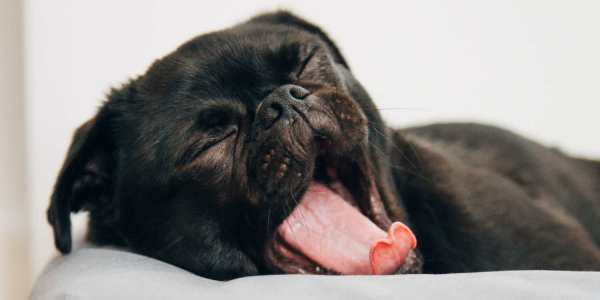Yawning