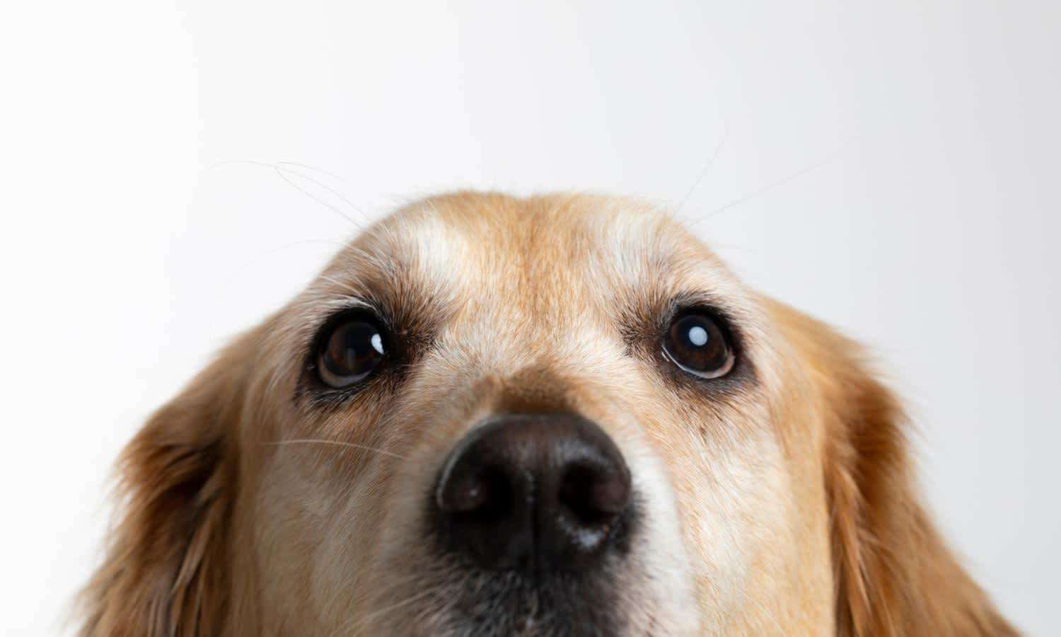 Nose