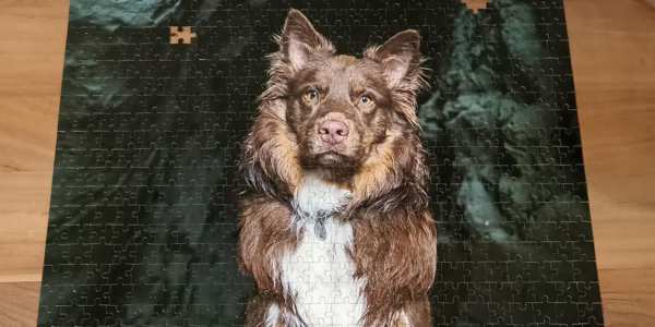 dog-puzzle