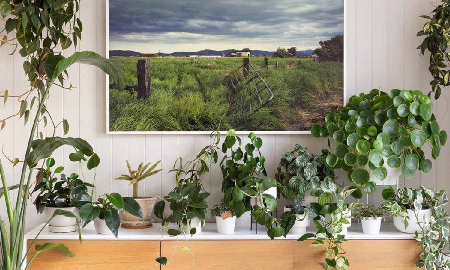 indoor plants