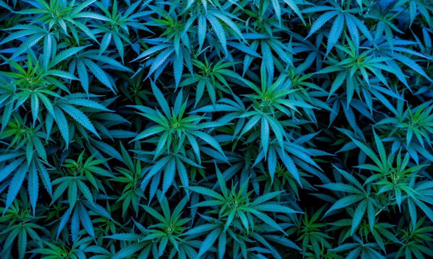 cannabis entrepreneur