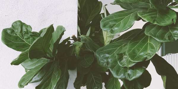 fiddle-leaf-fig