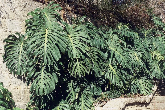 Monstera