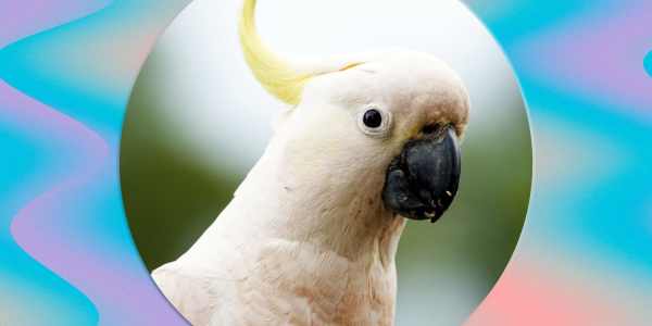 australian bird of the year