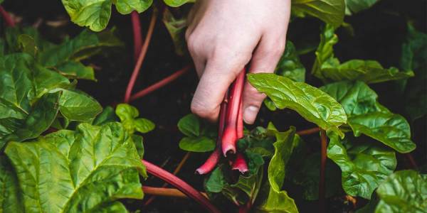 how to encourage kids to garden