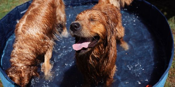 Luna & Buddy playing in water