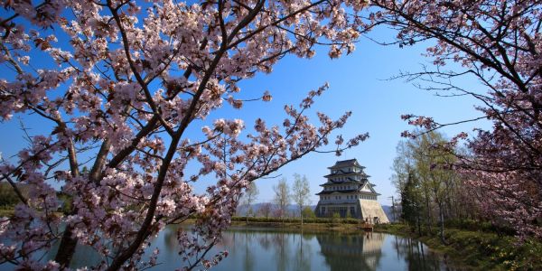 Cherry blossoms in Japan