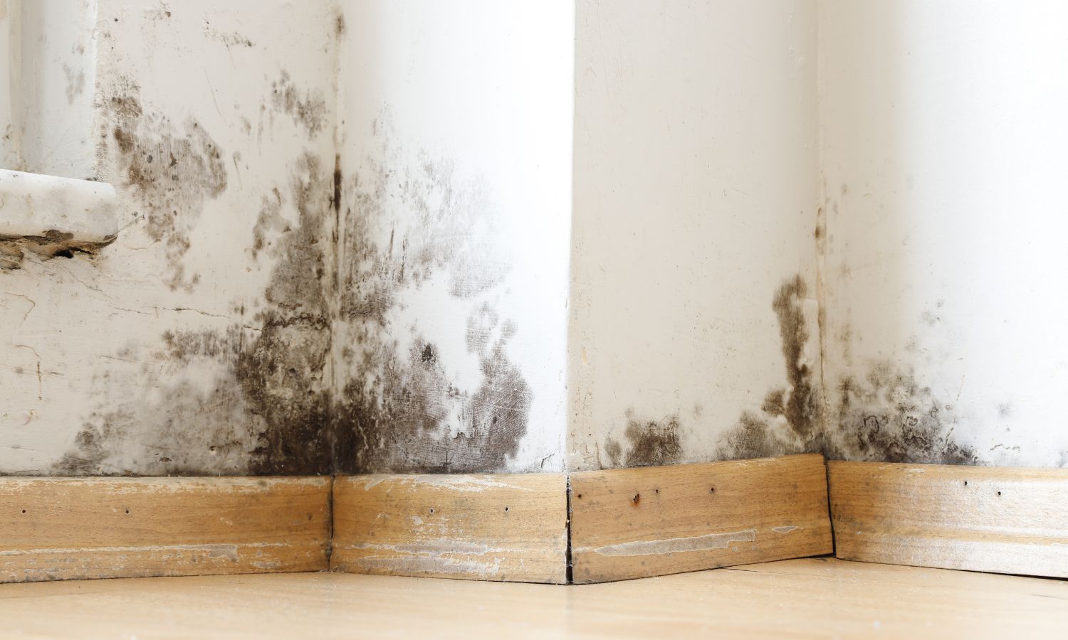 How to get rid of mould