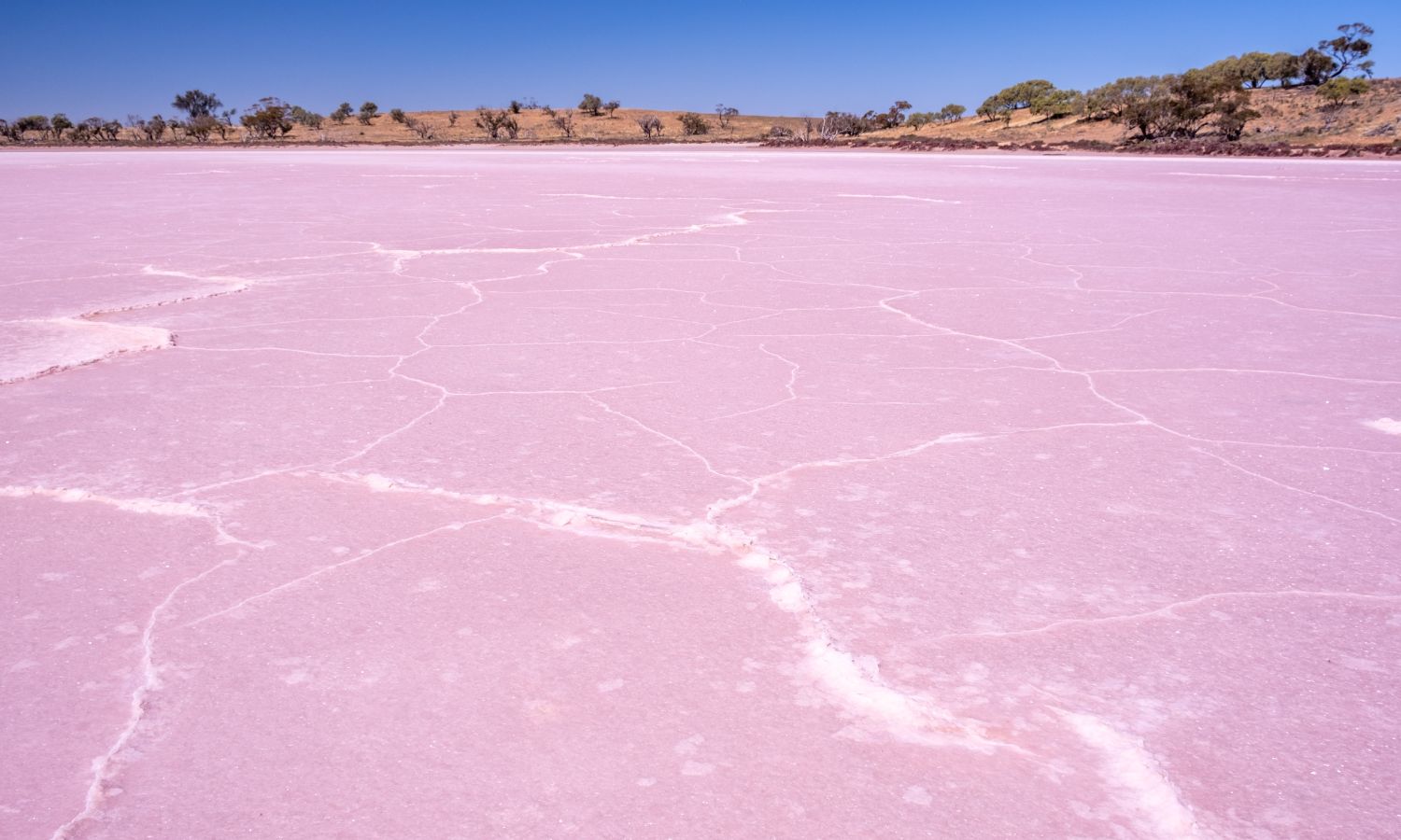 pink lake australia