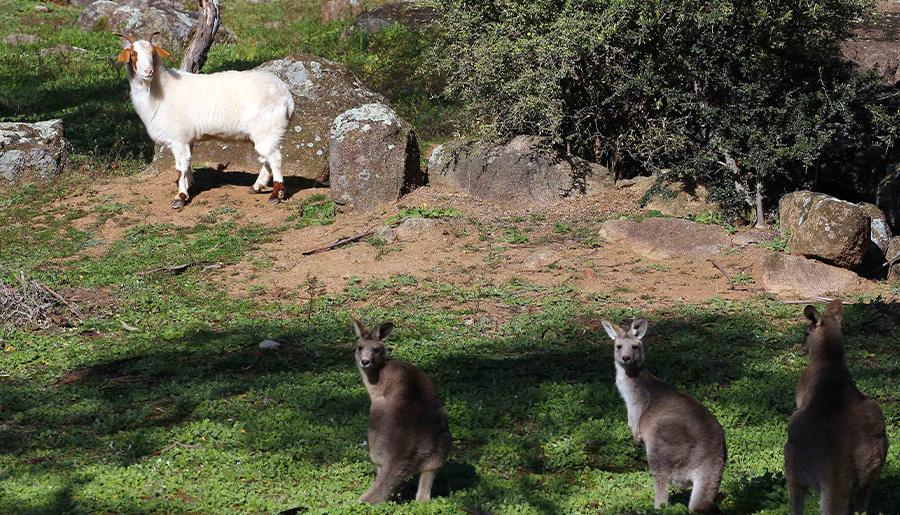 The goat standing with some kangaroos.
