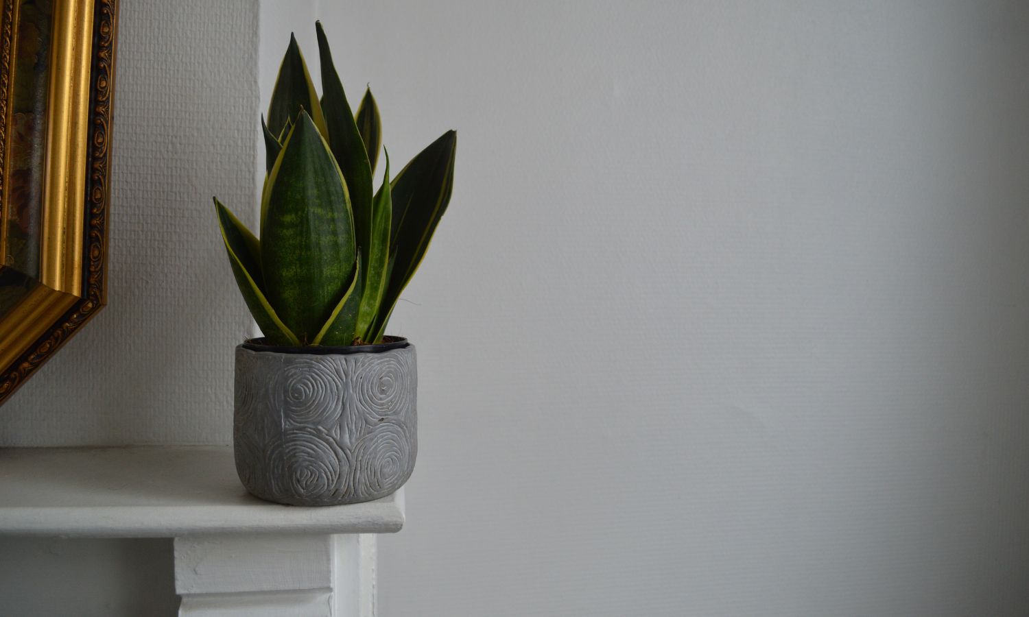 Sansevieria trifasciata