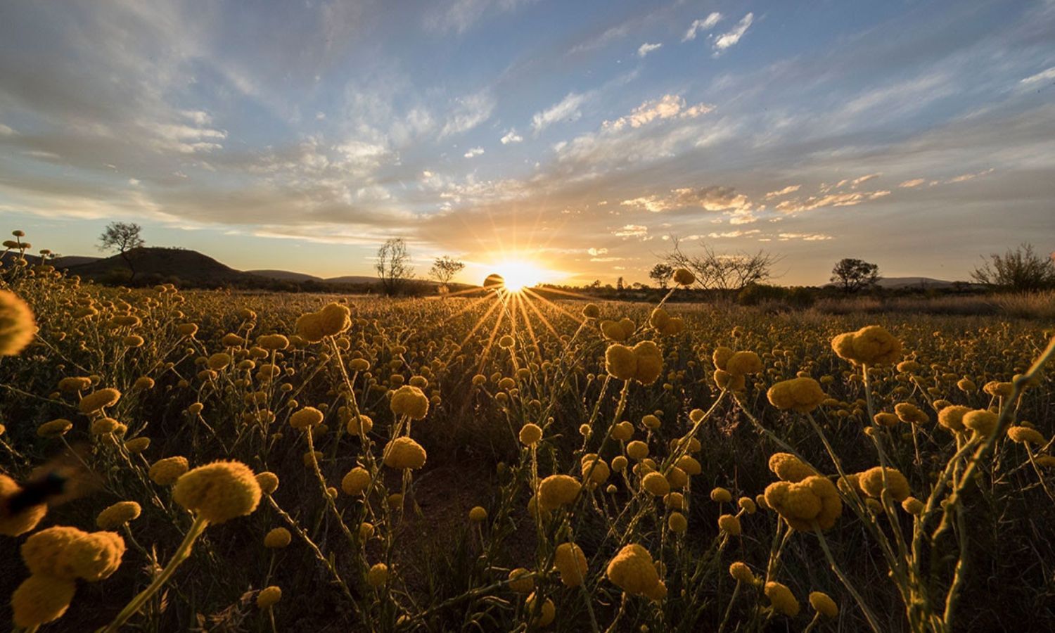 best places to find wildflowers australia 