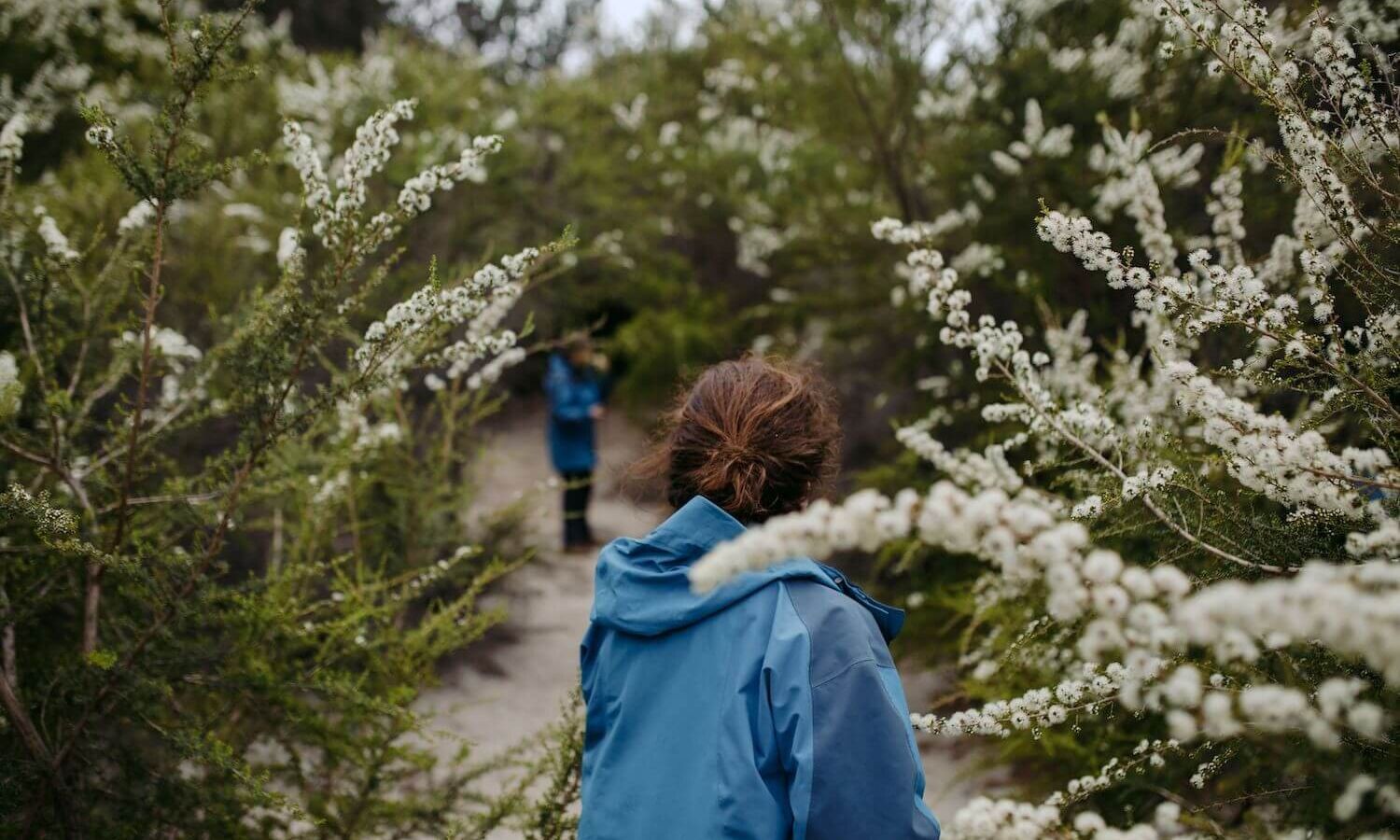 best places to find wildflowers australia 