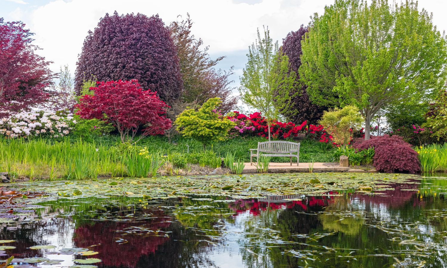 Mayfield Garden Oberon