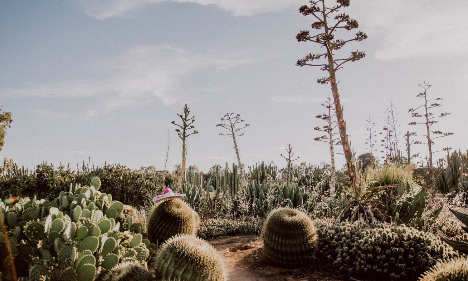 cactus country australia