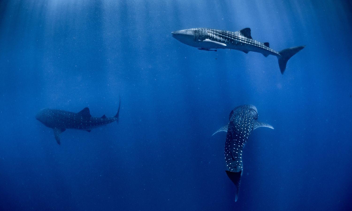 Ningaloo Reef Australia best diving