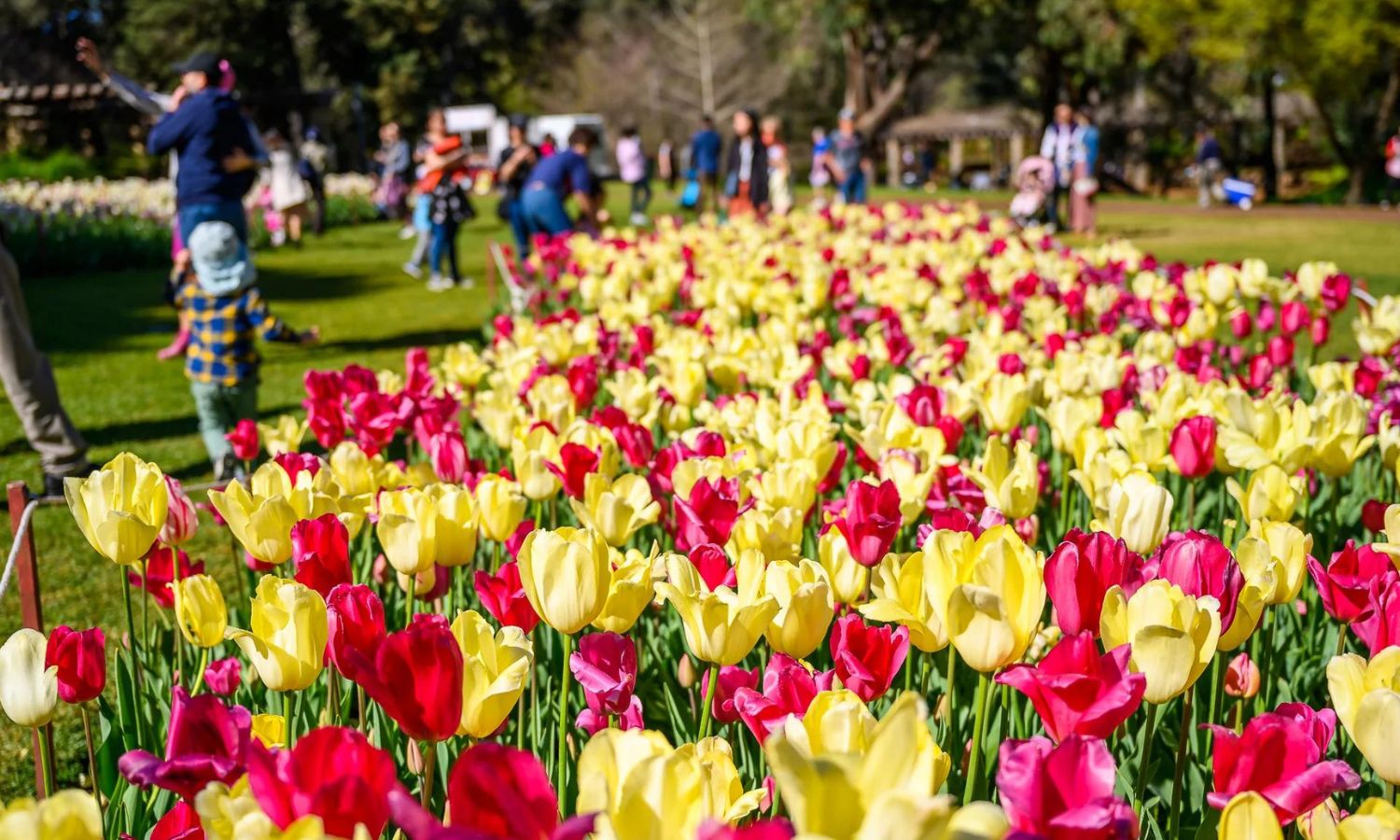where to see spring flowers perth 