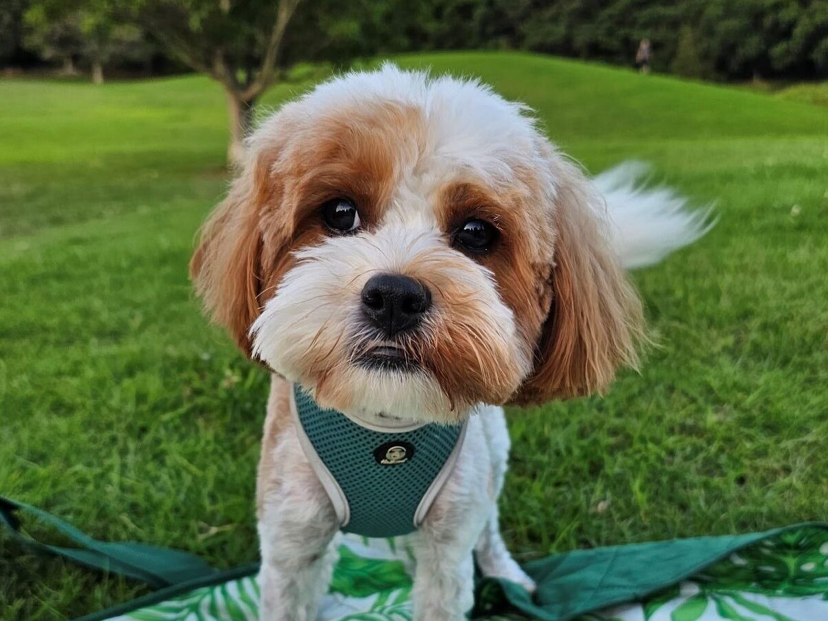 dog sydney park samsung