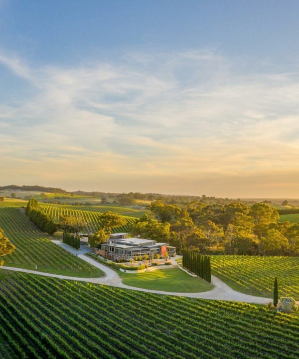 What to do in Adelaide: The Lane Vineyard